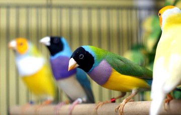 Суд взыскал с жителя Барановичей стоимость улетевших 440 попугаев