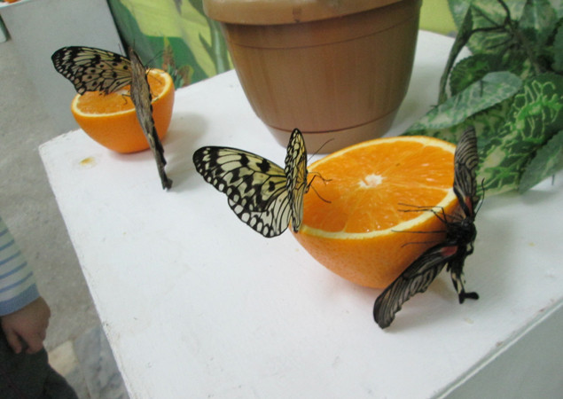 На выставке в Витебске покажут самую большую в мире бабочку