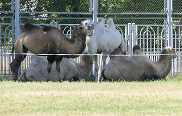 Фотофакт: Верблюды пасутся на стадионе в Барановичах