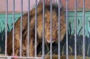 В Гродно лев откусил руку сотруднице зоопарка