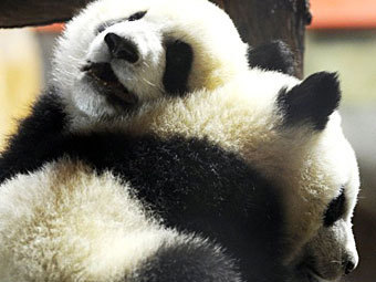 Китай передал Великобритании двух больших панд