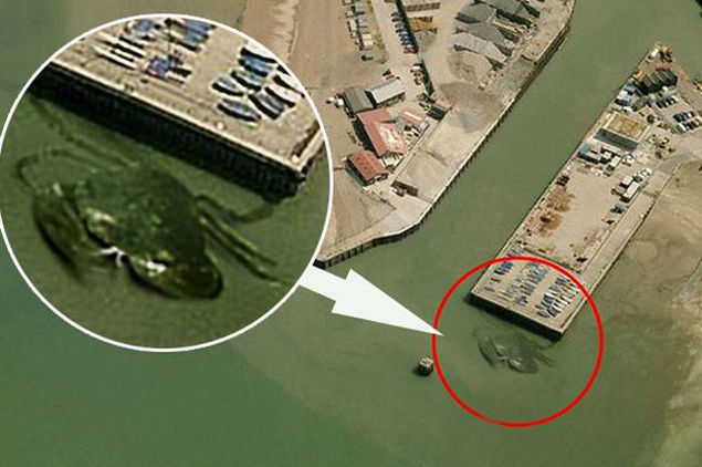У берегов Великобритании «нашли» гигантского краба