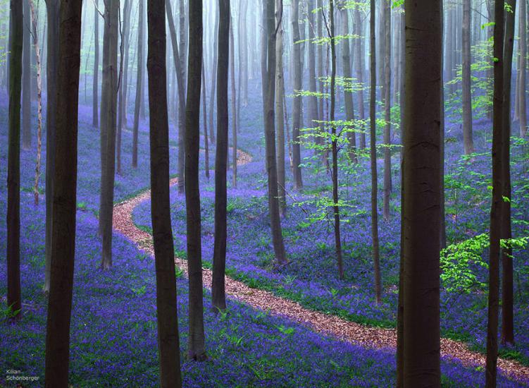 Фотофакт: волшебный черничный лес в Бельгии
