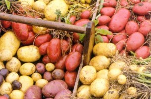 В Полоцком районе проходит картофельный фестиваль