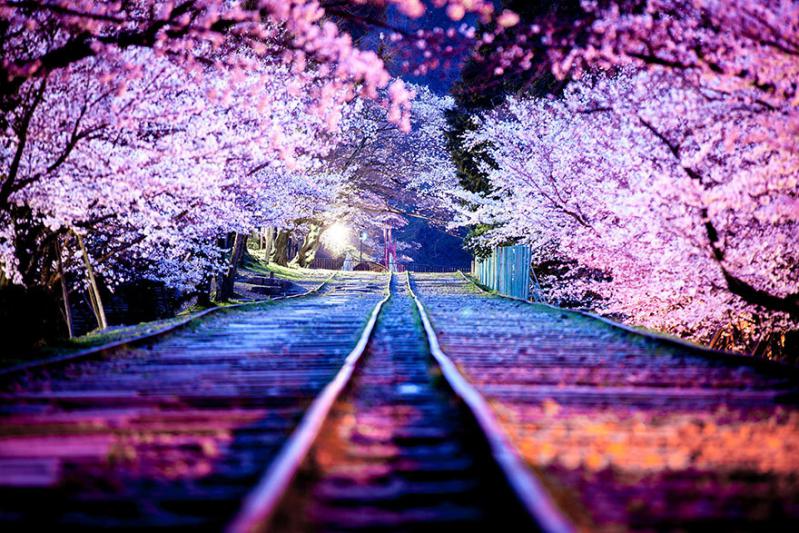 Цветение сакуры: лучшие кадры этого года