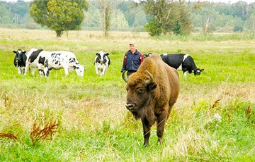 В Верхнедвинском районе зубр прибился к стаду коров