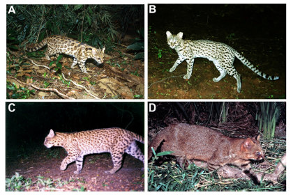 В Бразилии нашли ранее неизвестный вид диких кошек