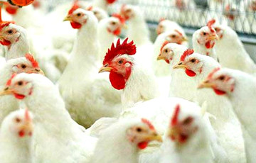 Беларусь ограничивает ввоз птицы из Польши из-за птичьего гриппа