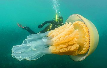 Ученые превратили обычную медузу в киборга