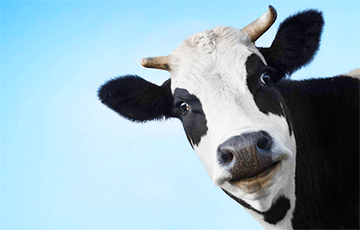 По среднему надою на корову Беларусь отстала от Украины и РФ на 1000 кг