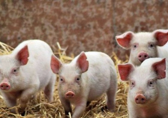 Беларусь ограничила ввоз свинины из ряда стран