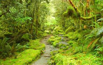 Ученые обнаружили в джунглях Новой Зеландии гигантский сверхорганизм