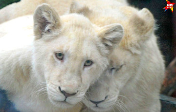 В Минском зоопарке живут белые львы, принадлежащие Коле Лукашенко