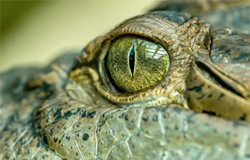 Ученые описали доисторического крокодила «короля болот»