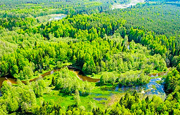 В 49 районах Беларуси запретили посещать леса или ввели ограничения