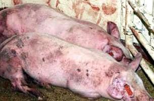 Беларусь ограничила поставки свинины из Литвы