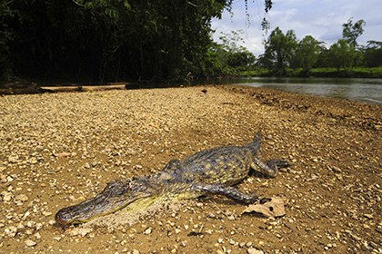 Гондурасские крокодилы пострадали из-за санкций