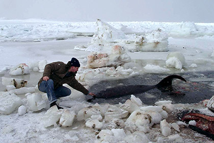 Девять синих китов погибли у побережья Канады