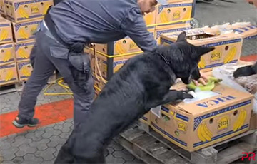 В порту Италии пес помог обнаружить почти три тонны кокаина