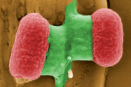 Микробы научились спасаться от антибиотиков в «спячке»