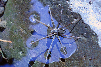 В охотничьих приемах хищного паука нашли сходство с принципами теории струн