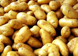 У жительницы Речицы украли более центнера картошки