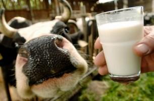 Молочная отрасль Витебской области вызывает беспокойство прокуратуры
