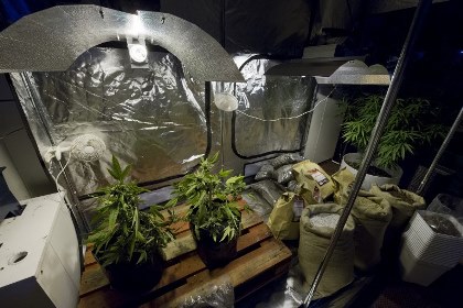 В калифорнийском мебельном магазине нашли плантацию марихуаны