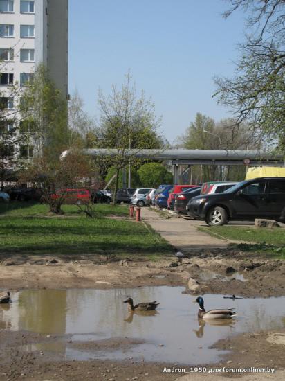 В лужах на улицах Минска поселились утки