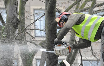 Жители Светлогорска возмущены вырубкой деревьев в городе