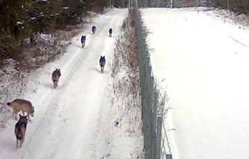 Стая волков патрулирует литовско-белорусскую границу