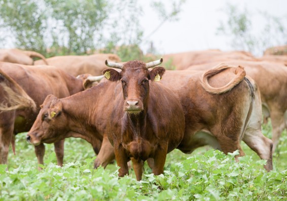 «Мраморные» быки есть, а говядины нет: парадоксы белорусского рынка