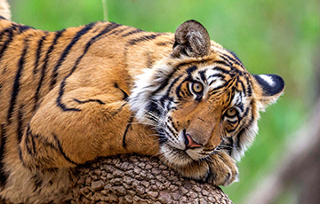 Познаньский зоопарк готов приютить тигров, которые застряли на границе c Беларусью