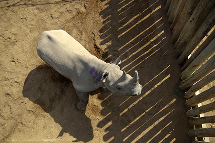Последний в мире белый носорог поищет спасения в Tinder