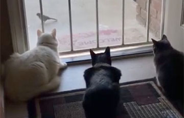 Видеохит: пес подкрался к кошкам и заставил их «взлететь»