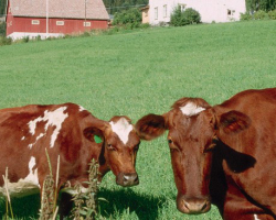 Беларусь запретила ввоз скота из Норвегии из-за коровьего бешенства