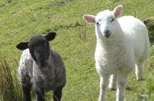 В Гомельскую область придут инвесторы-овцеводы