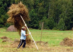 В Кричевском районе зарплату выдают сеном