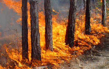 В Беларуси зафиксированы первые лесные пожары