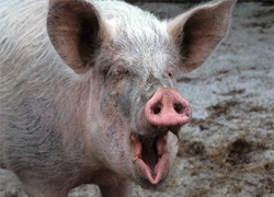 В усадьбе Ястржембских XIX века на Гомельщине живут свиньи