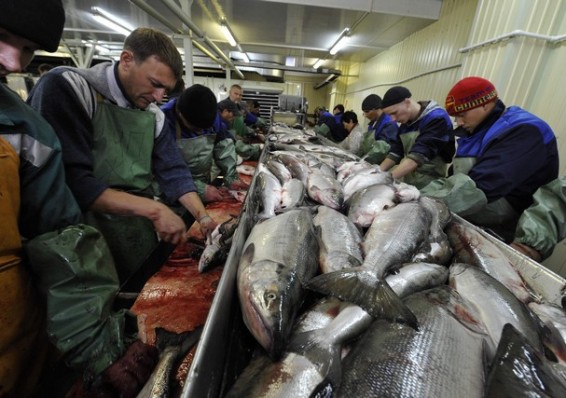 Белорусы присоединились к проверке норвежских рыбопереработчиков
