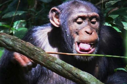 Зависть и нужда заставила шимпанзе изобрести ловушку для агрессивных муравьев