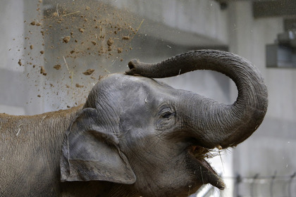Индийский слон растоптал пьяного любителя селфи