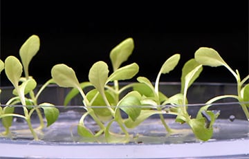 Ученые научились выращивать растения в полной темноте